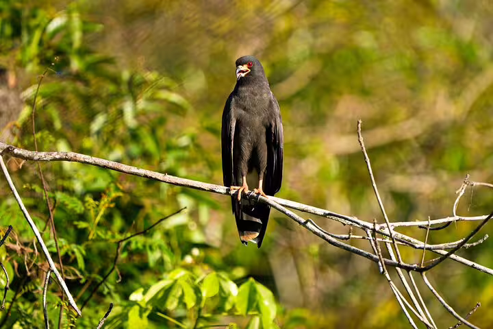 Black hawk perched on a branch in the lush Amazon rainforest, showcasing diverse wildlife at Tapiri Floating Lodge.