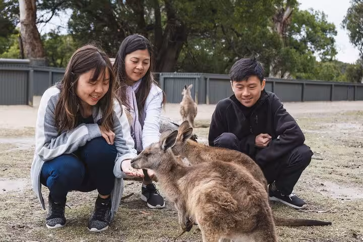 Tourists feeding kangaroos in a wildlife park, an exciting experience during a Blue Mountains private tour.