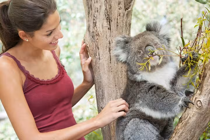 Tour guest interacting with a koala in a natural setting, showcasing wildlife experiences on Blue Mountains tours.
