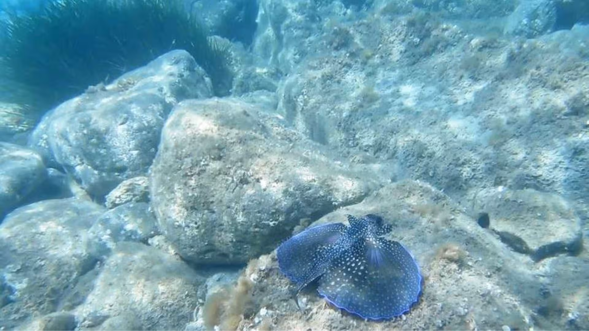 Underwater view of a blue-spotted stingray resting among rocks in the clear waters of Cala Gonone, Orosei Gulf.