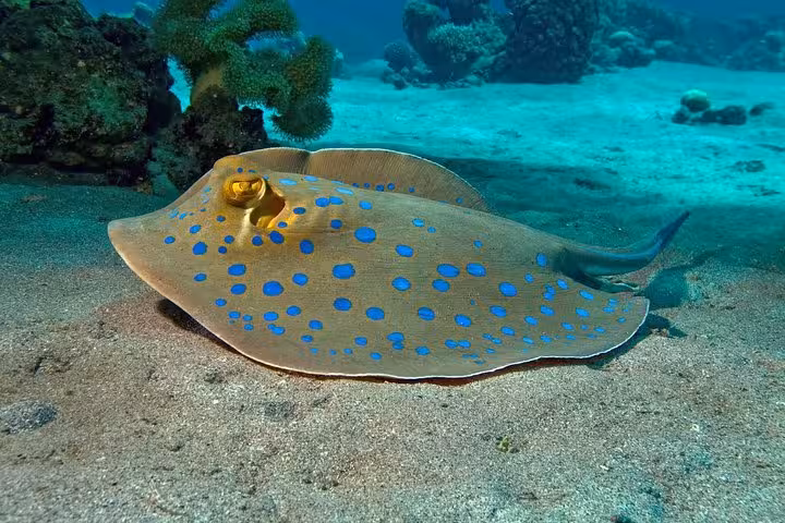 Blue-spotted stingray resting on sandy seabed in Egypt’s Red Sea, seen on Sharm El Sheikh dive trips