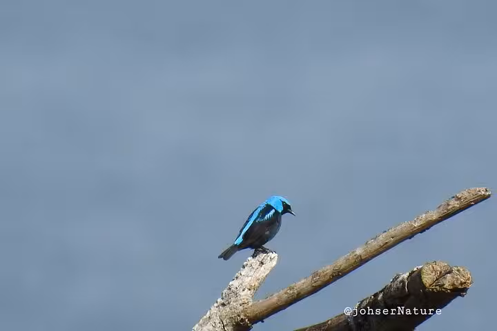 Vibrant blue tanager bird resting on a branch against a clear sky, ideal for bird watching enthusiasts.