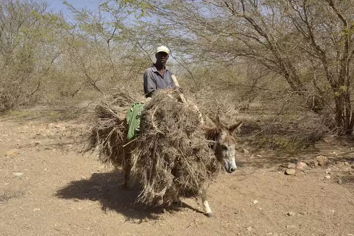 A man rides a donkey laden with dry branches through the arid landscapes of Boa Vista Island, Cape Verde.