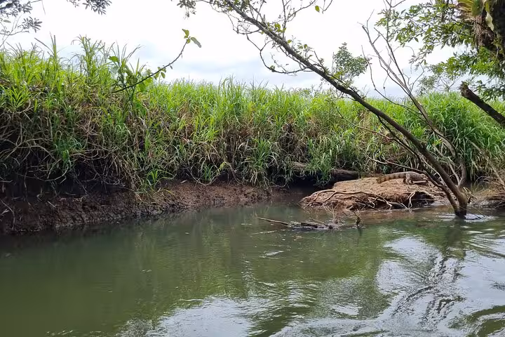 Lush riverside vegetation along Rio Frio, perfect for a serene boat safari amidst Costa Rica's natural beauty.