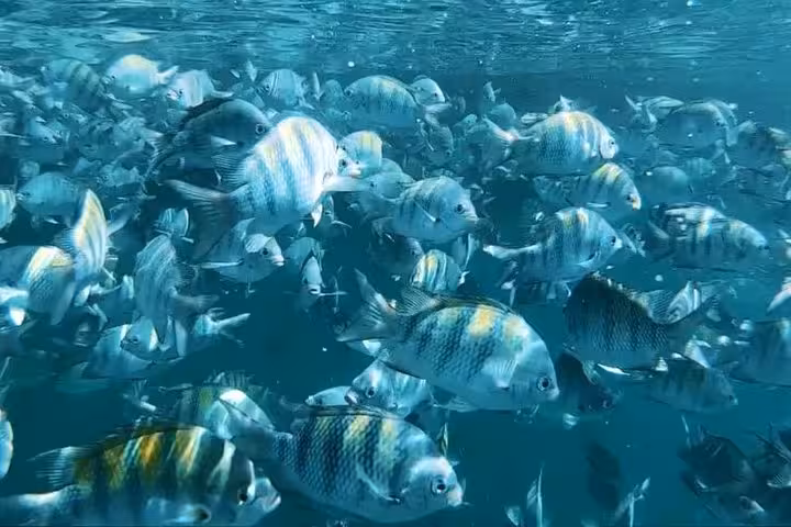 A school of colorful fish swims in crystal-clear waters during an exciting boat tour adventure.