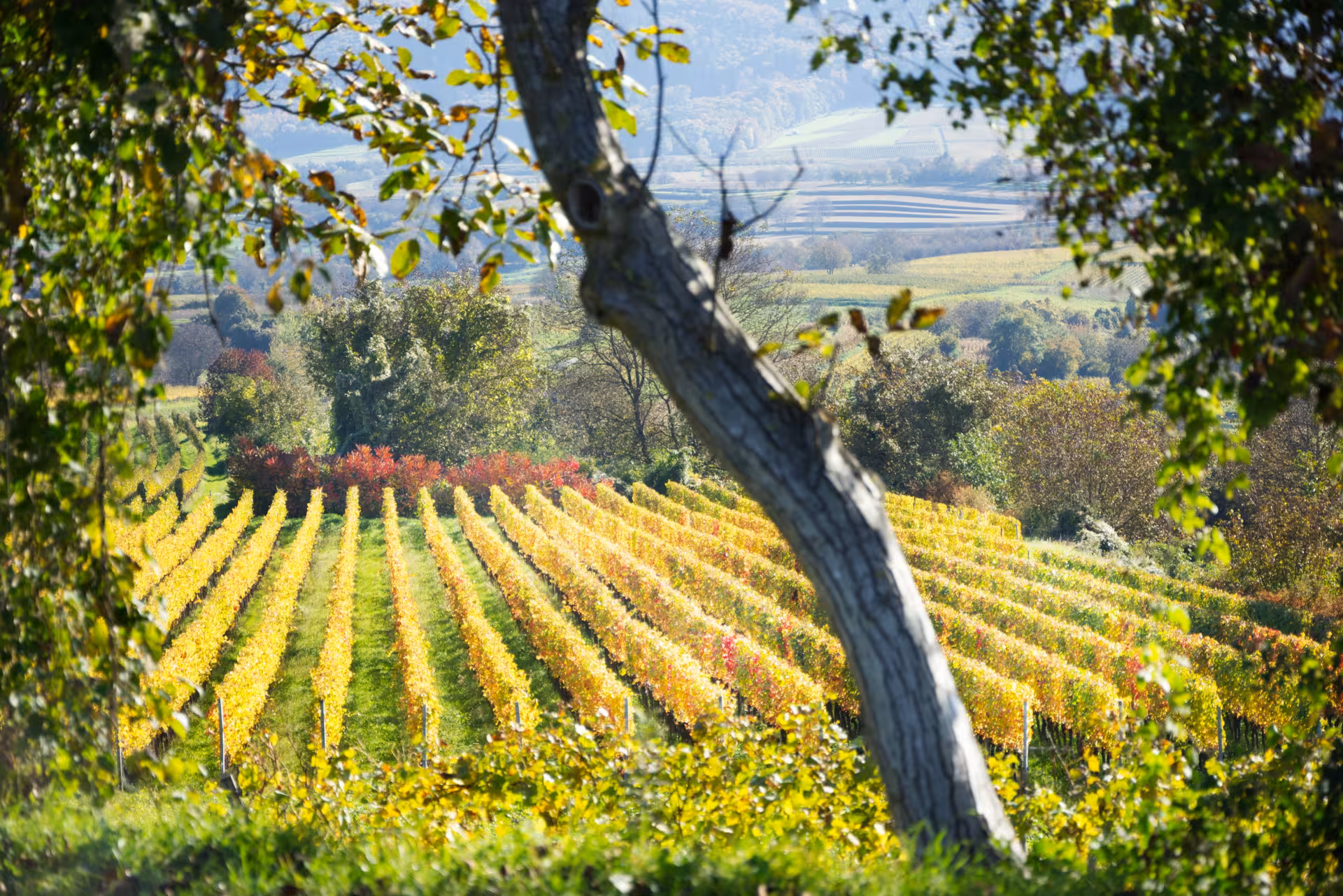 Scenic view of lush Bolgheri vineyards framed by trees, epitomizing Tuscany's luxury wine country experience.