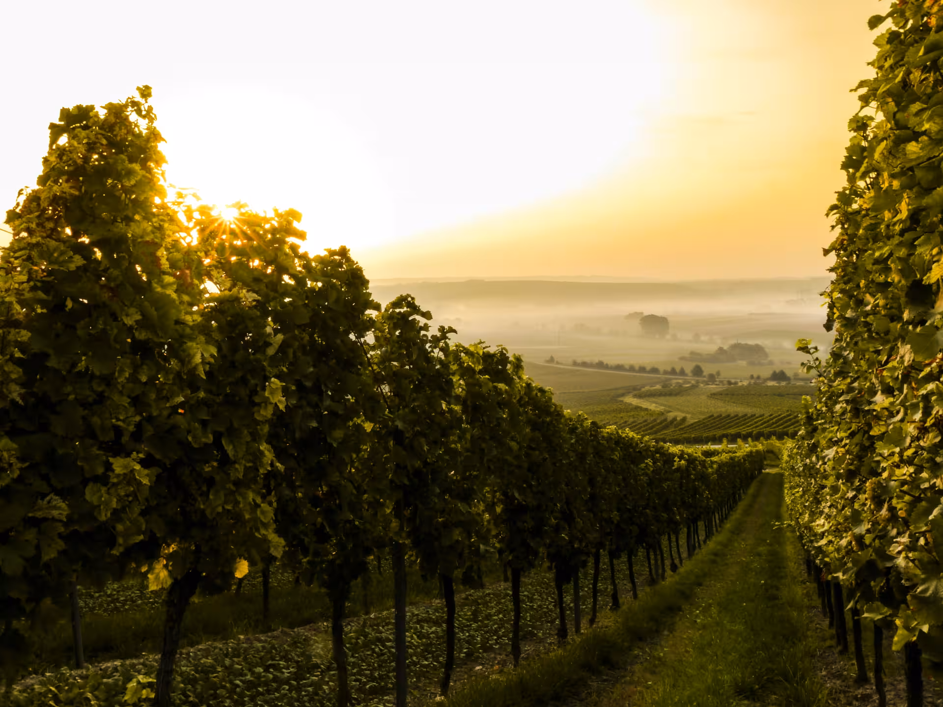 Sunlit vineyard rows in Tuscany, ideal setting for a private luxury Bolgheri wine and village exploration.