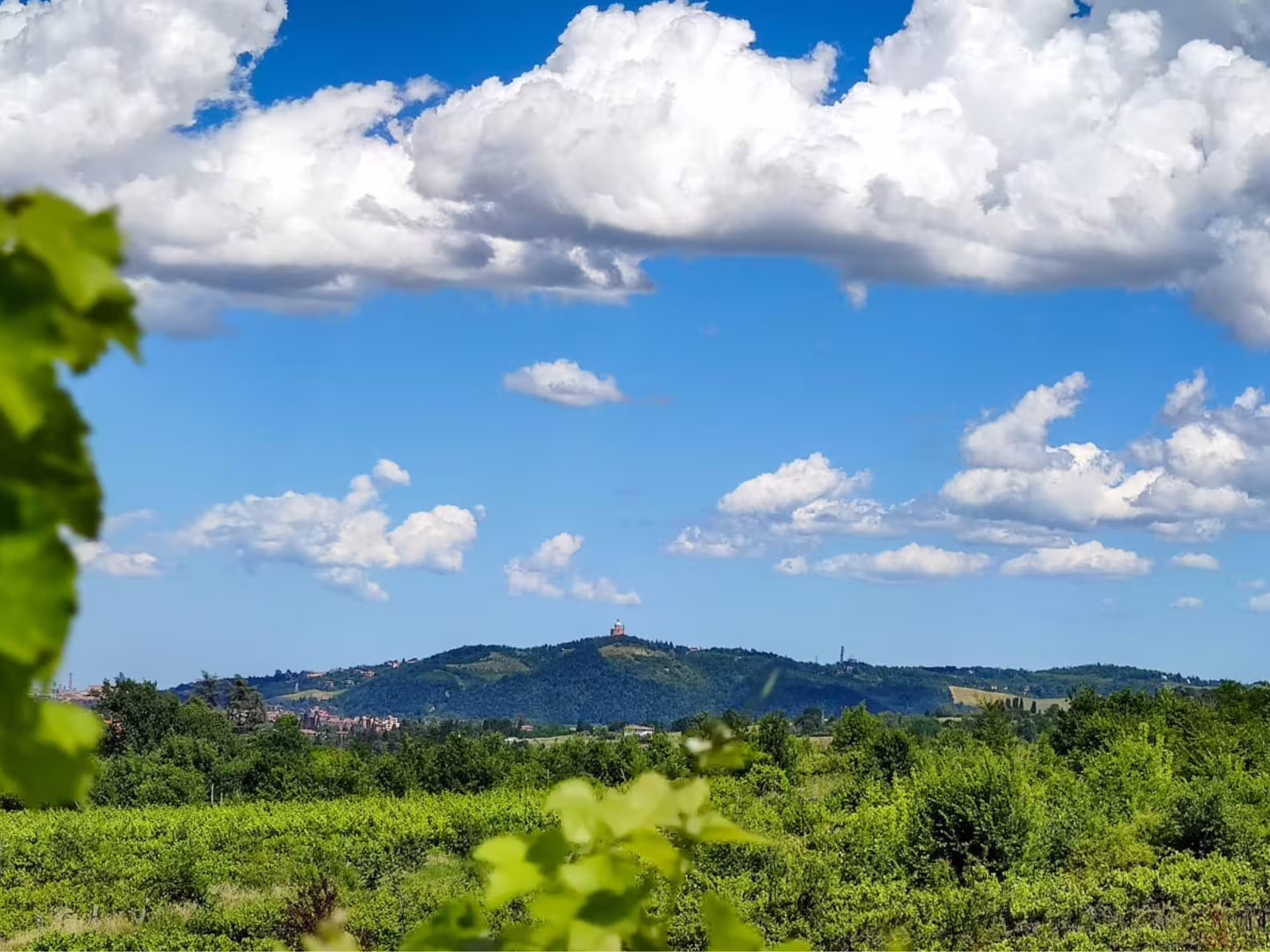 Vineyard landscape near Bologna, Emilia-Romagna hills under blue sky on boutique winery tour