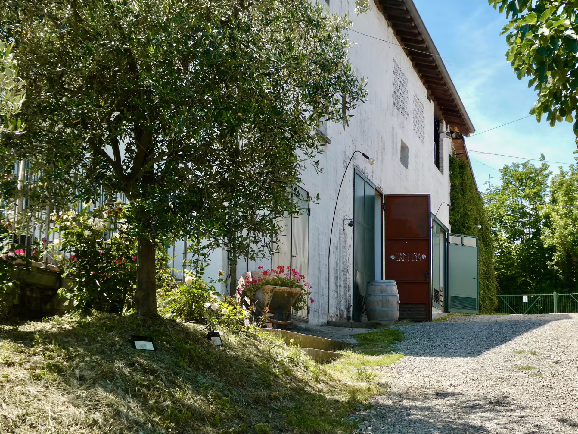 Rustic winery cantina entrance near Bologna with olive tree, scenic boutique wine tour and tasting stop