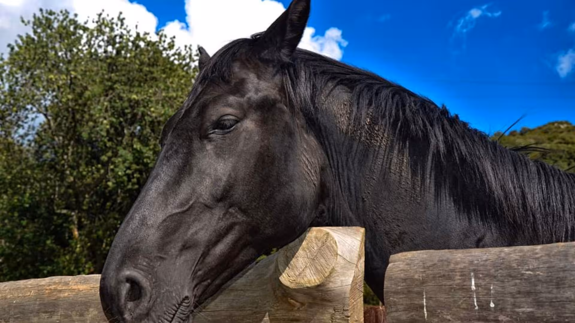 Close-up of a black horse resting its head on a wooden fence at a Bonorva farm.