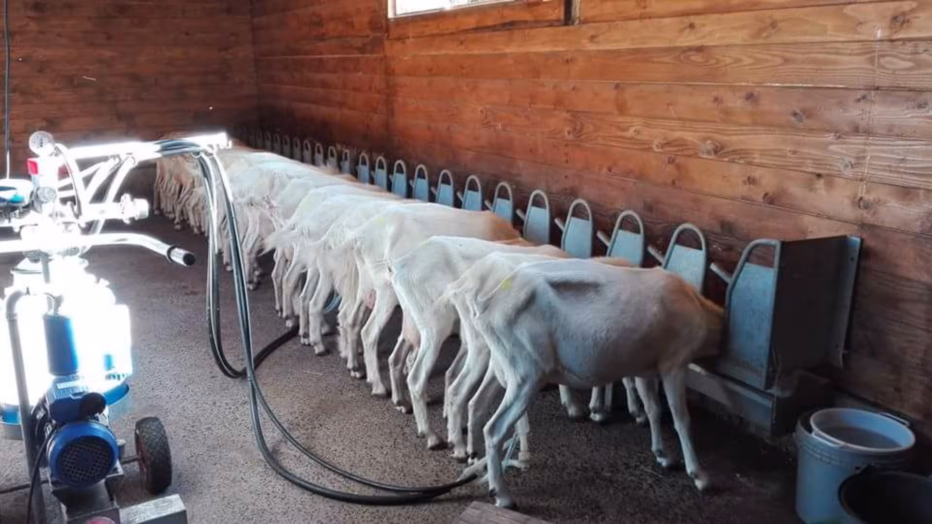 Row of sheep in a milking parlor on a Bonorva farm, highlighting sustainable agricultural practices.