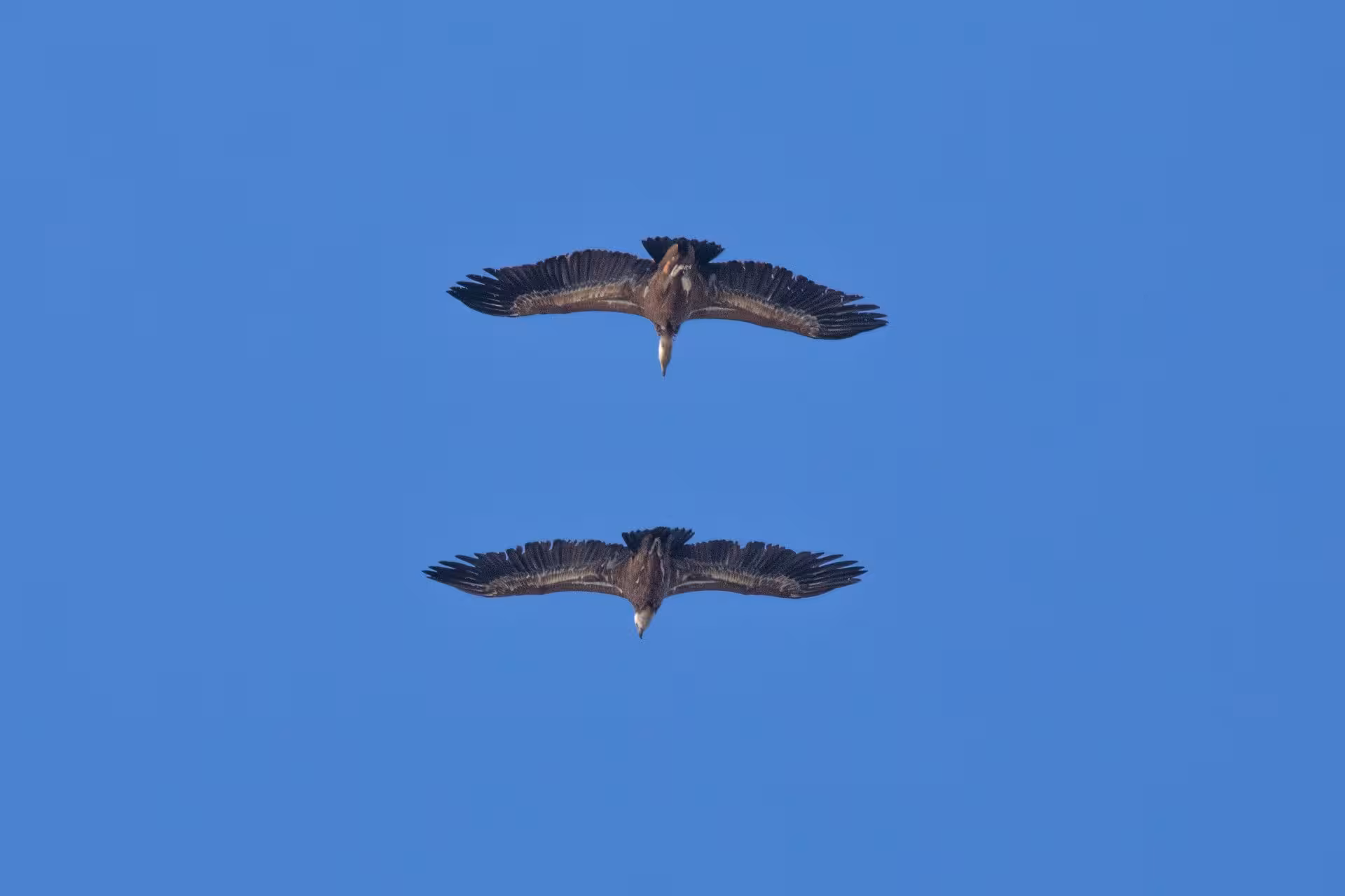 Two birds soaring in a clear blue sky over Bosa, capturing the serene natural beauty seen during the 3-hour ATV tour.