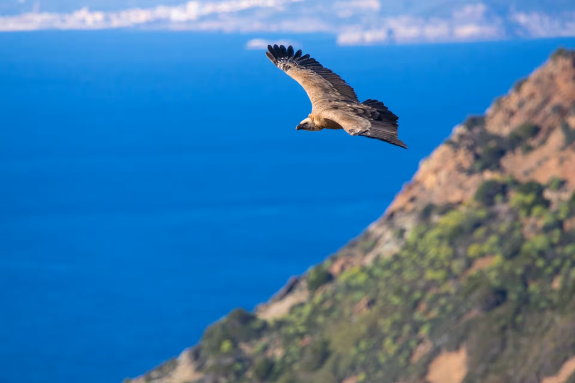 A majestic bird soars over Bosa's stunning coastline, showcasing the natural beauty of the ATV tour route.
