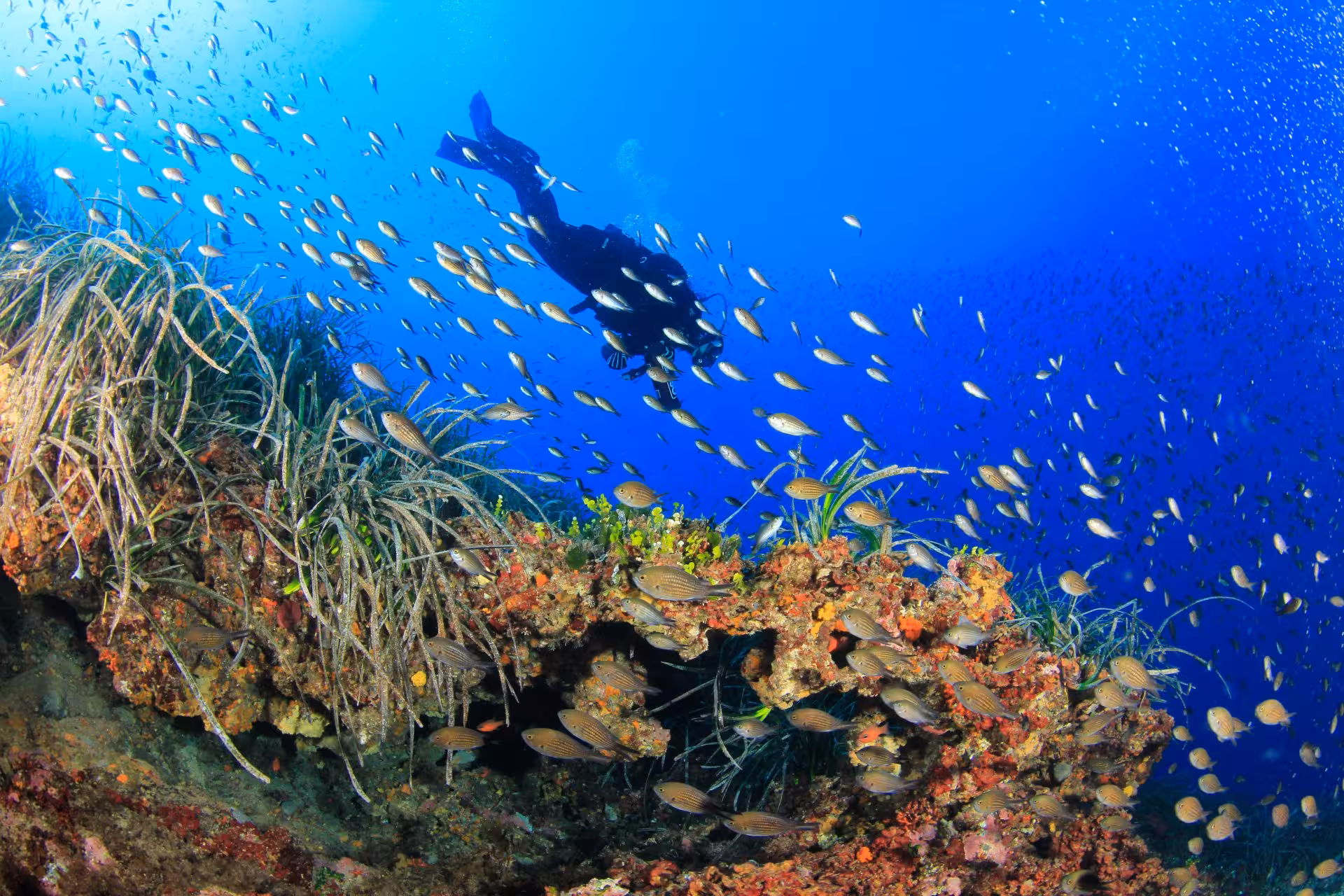 Diver exploring vibrant coral reefs and schools of fish during Bosa diving baptism tour in crystal-clear waters.