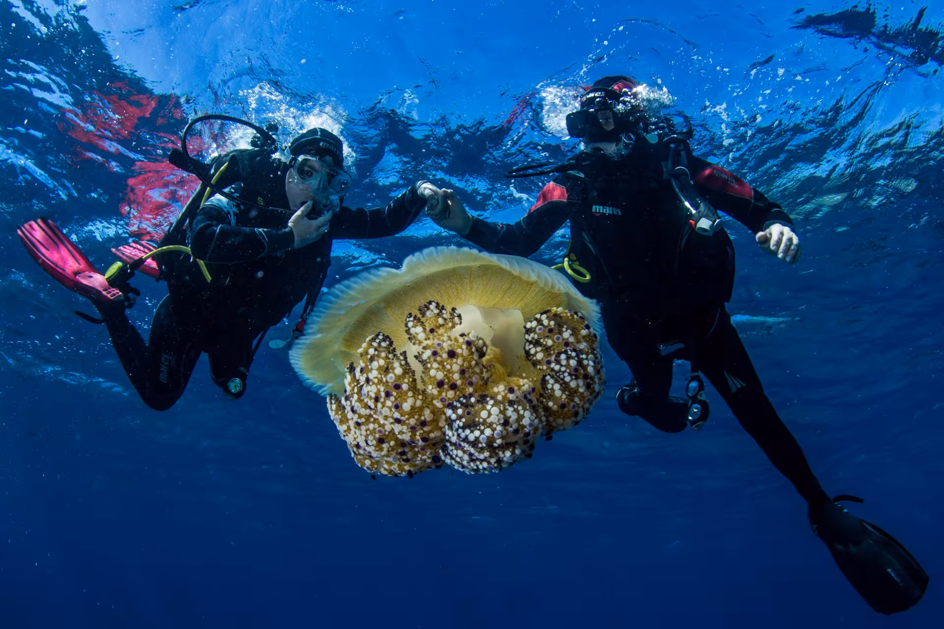 Two divers exploring undersea wonders with a jellyfish in Bosa, perfect for a memorable diving baptism.