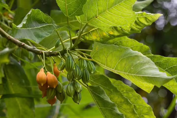 Cluster of green and orange fruit hanging from lush leaves in Chania's botanical garden.