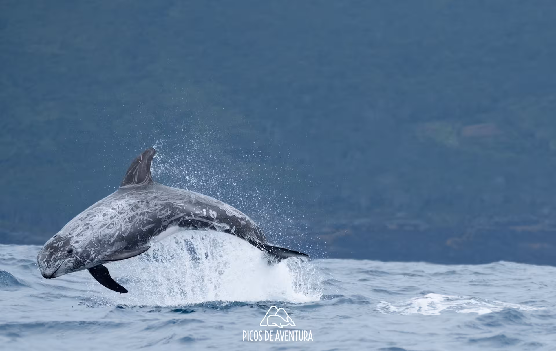 Bottlenose dolphin breaching in the Atlantic off São Miguel, Azores on a half-day swim with dolphins tour