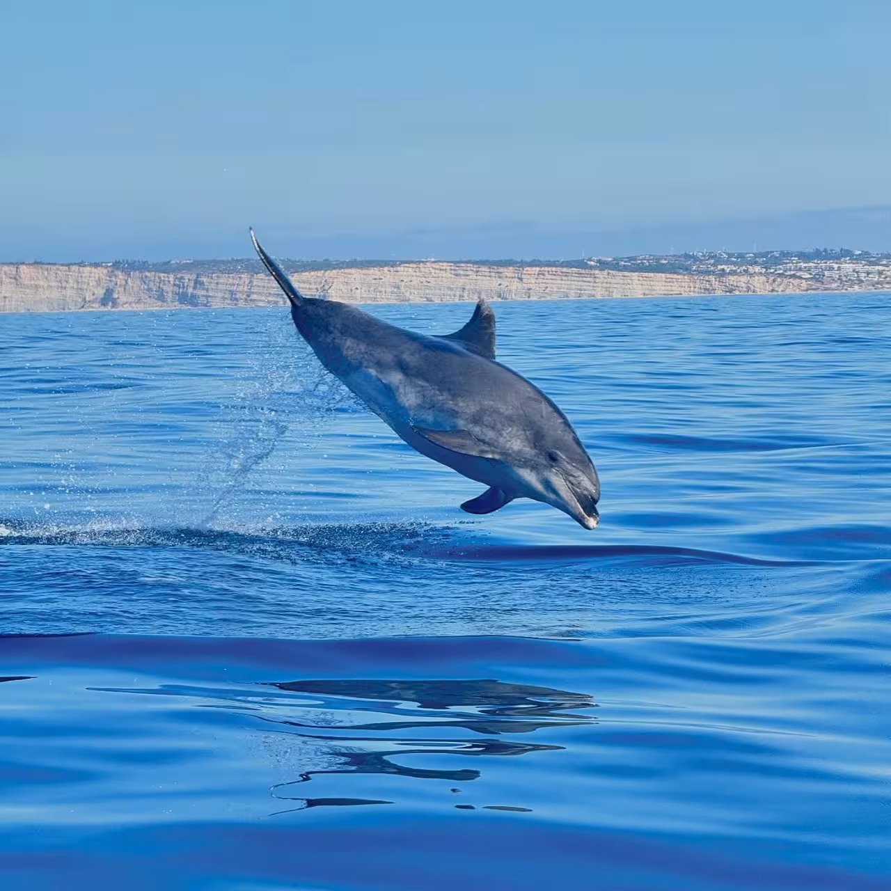 Bottlenose dolphin leaping from calm Atlantic waters off Algarve coast on Benagil Caves private boat tour