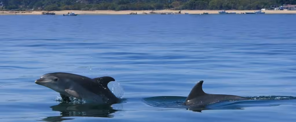 Two bottlenose dolphins swimming near the surface of calm blue water during a Setúbal Bay dolphin watching tour in Portugal