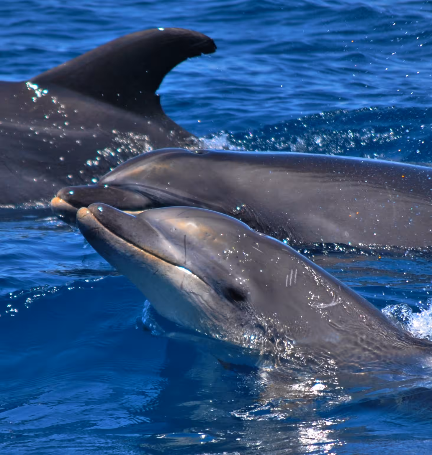 Close-up of playful bottlenose dolphins surfacing in clear blue ocean water on a guided dolphin watching boat tour