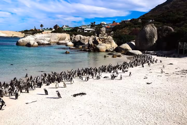 Boulders Beach bustling with a large colony of penguins near the ocean on a sunny day.