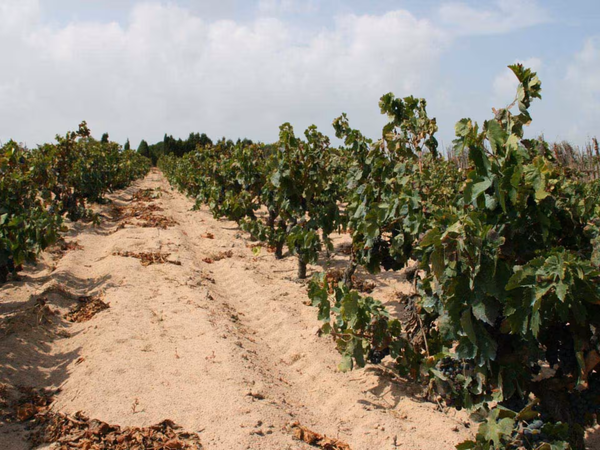 Expansive vineyard near Cagliari with lush grapevines under a clear sky, ideal for a boutique winery tour.