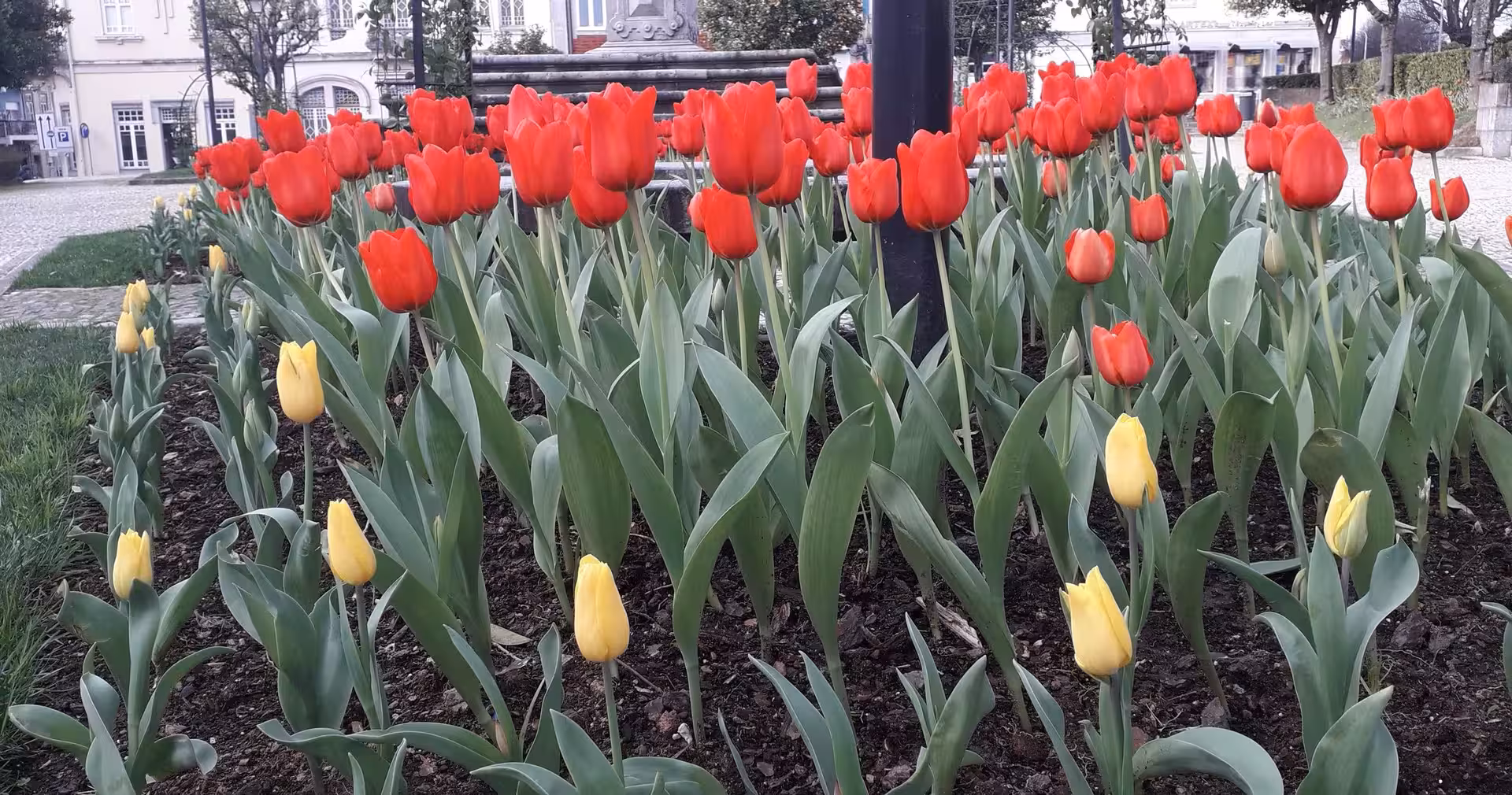 Red and yellow tulips in Braga gardens, a scenic stop on the Braga half-day small-group tour to Bom Jesus