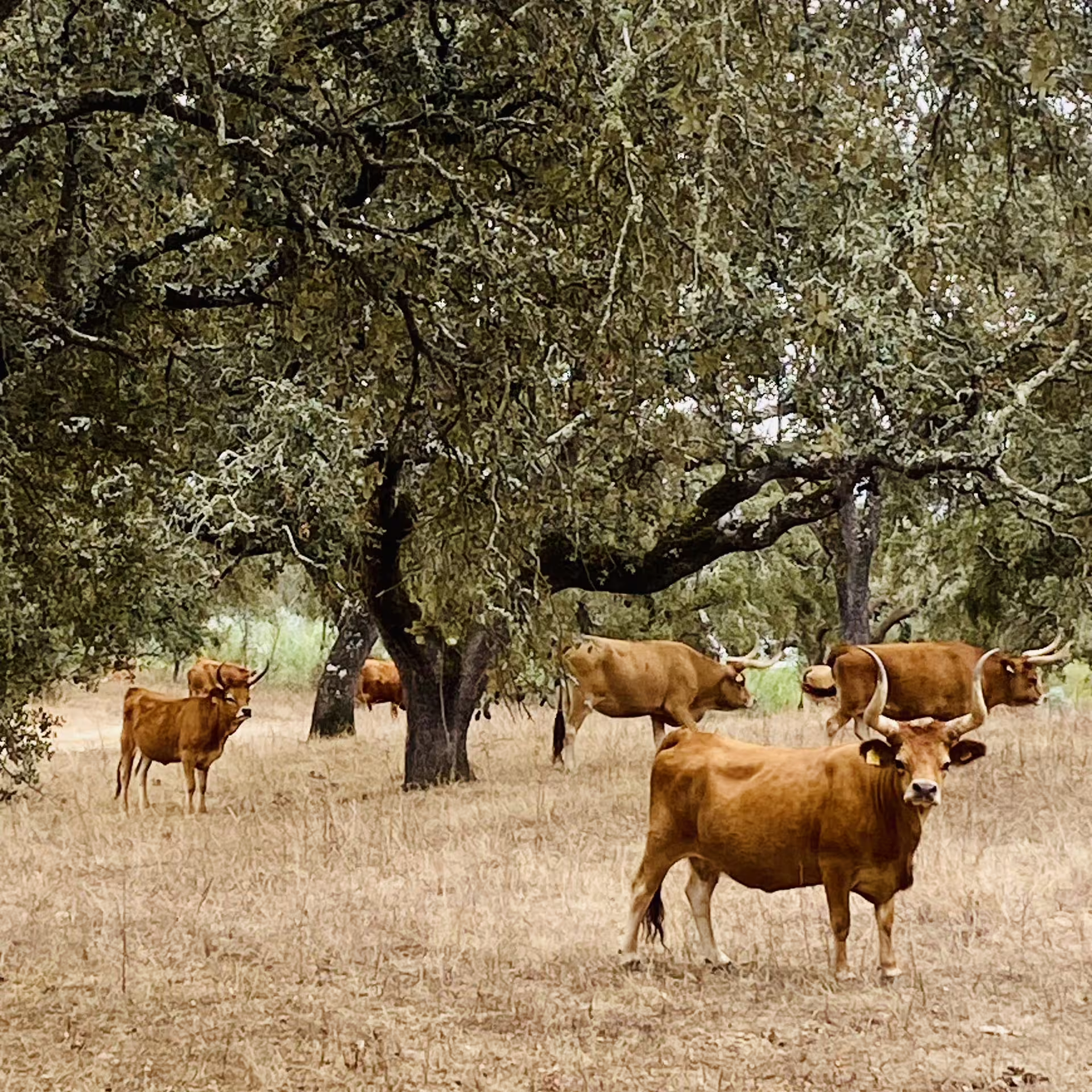 Brown cattle grazing under cork oak trees in a serene Alentejo landscape.