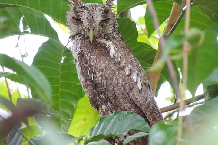A camouflaged brown owl perched among lush green leaves during a private half-day bird watching tour.