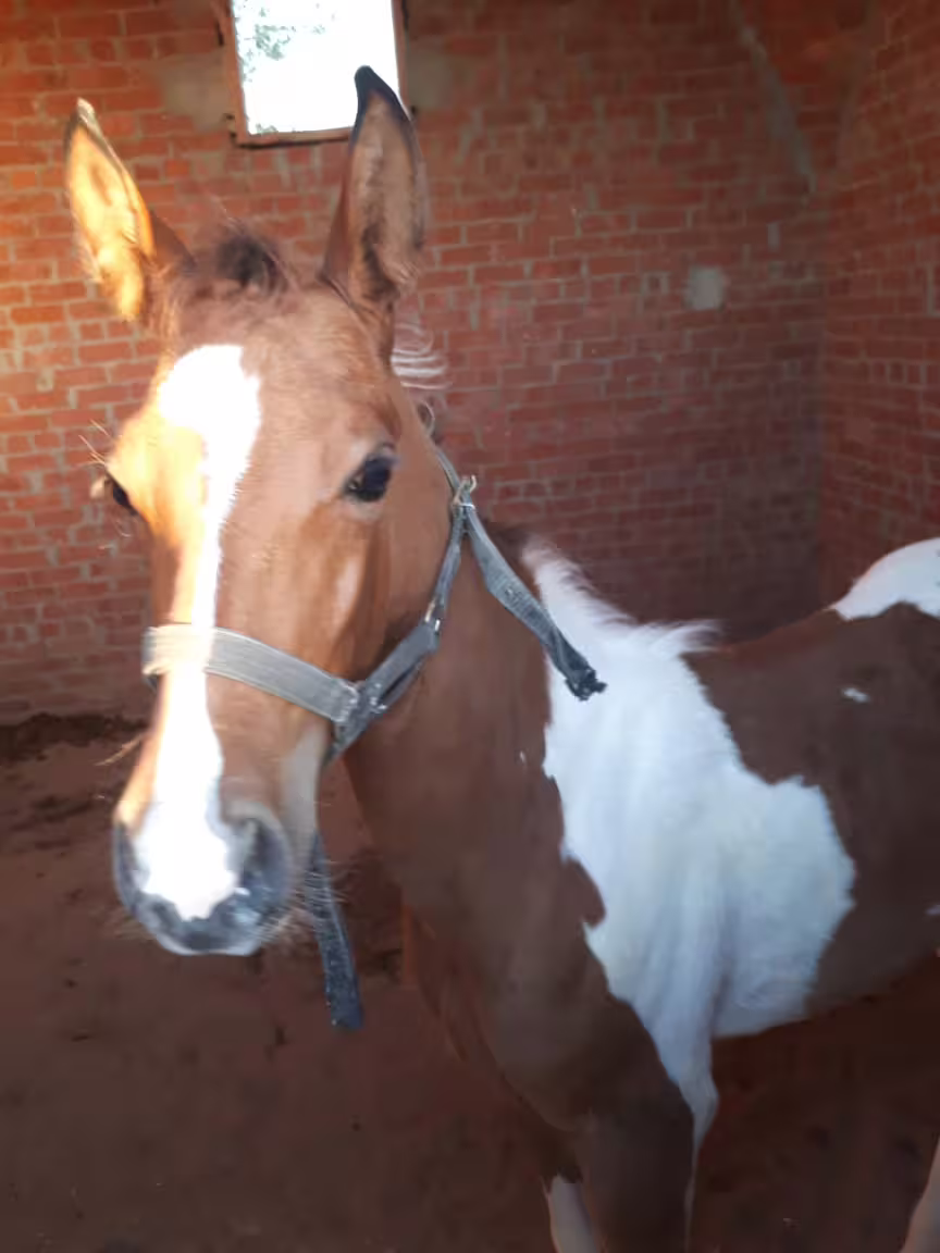 Brown and white horse in stable, ready for Marsa Alam horseback riding excursion with trained guides