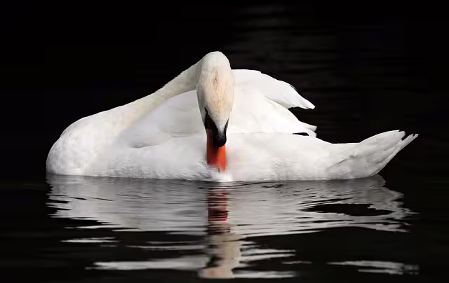 Elegant swan gracefully gliding on Bruges canal, showcasing serene beauty on a private walking tour in the heart of Flanders.