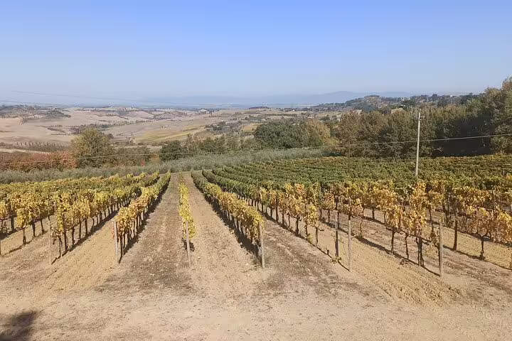 Endless Brunello vineyards under clear Tuscan skies on a private Montepulciano and Montalcino wine tasting tour