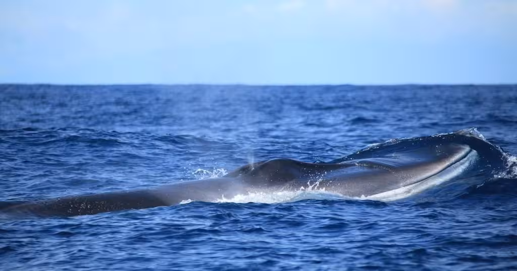 Bryde’s whale surfacing in the Atlantic on a full-day whale and dolphin watching tour to Cabras Islets with lunch