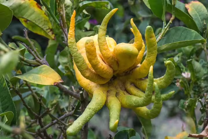 Unusual yellow citrus fruit with elongated fingers, a highlight of Chania's botanical garden tour.