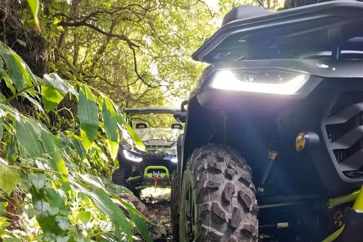 Close-up of two buggies navigating a lush, narrow forest trail on an adventure tour in Mount Pico.