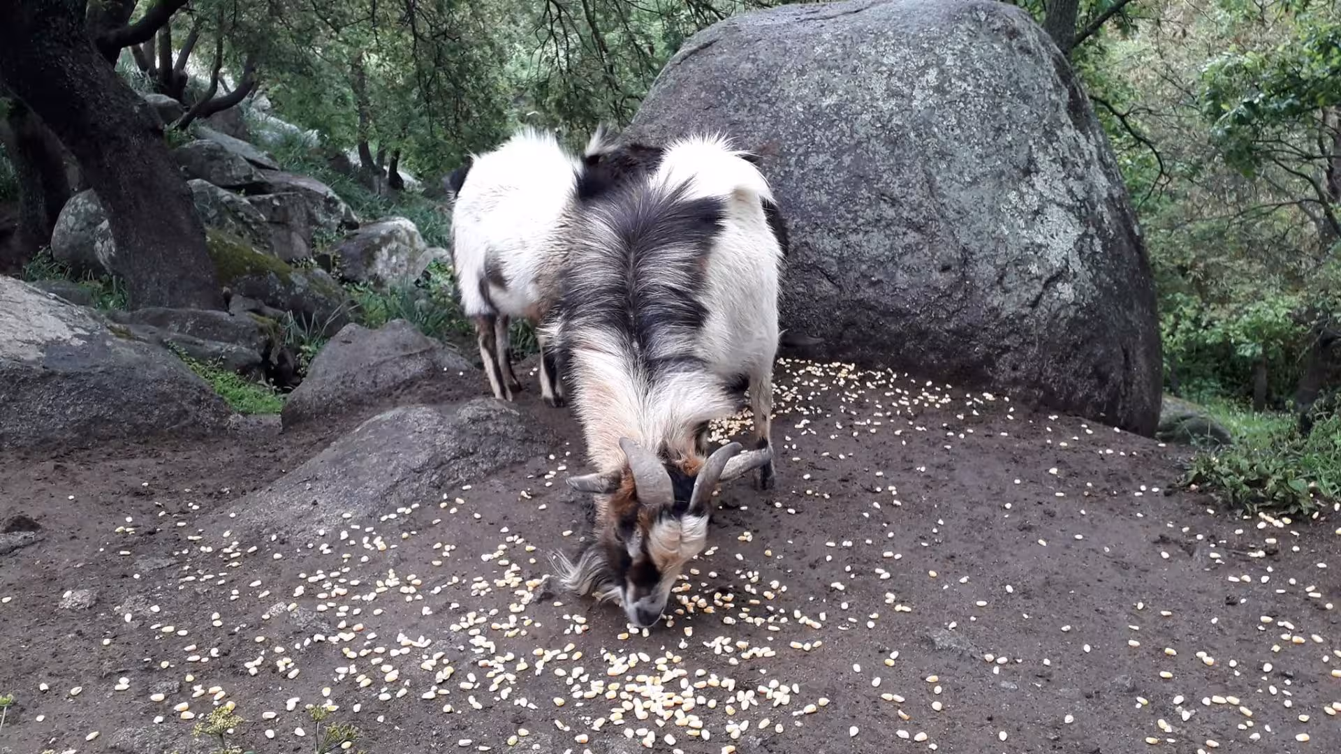 Goats foraging near large rocks in a lush forest during a farm visit in Burgos, perfect for wildlife observation.