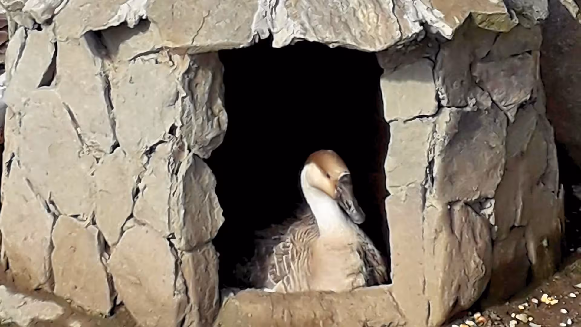 Goose nestled in a rustic stone shelter on a Burgos farm, ideal for a relaxing visit with tasting experiences.
