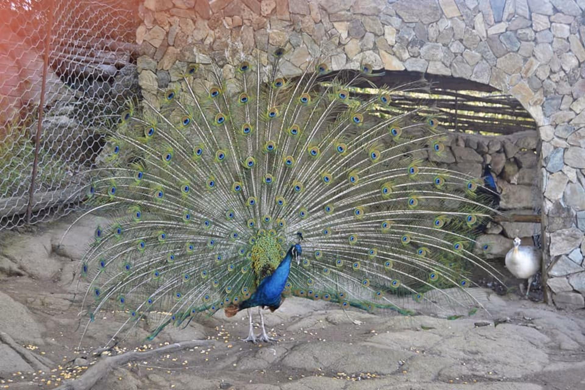 Majestic peacock displaying vibrant feathers at a Burgos farm, perfect for a unique farm visit and tasting tour.