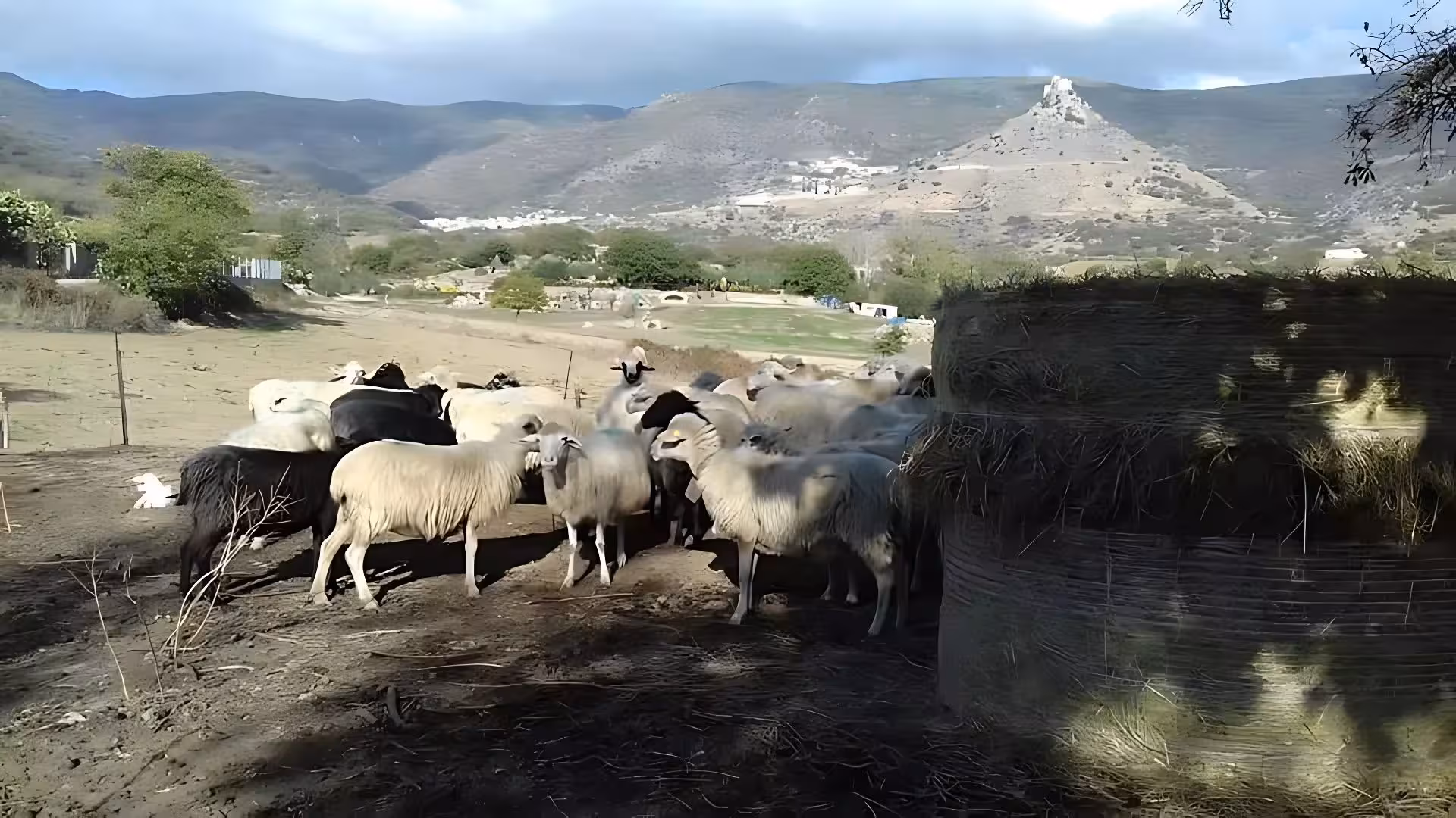 Flock of sheep grazing in Burgos countryside with picturesque mountainous backdrop, ideal for a rural experience.
