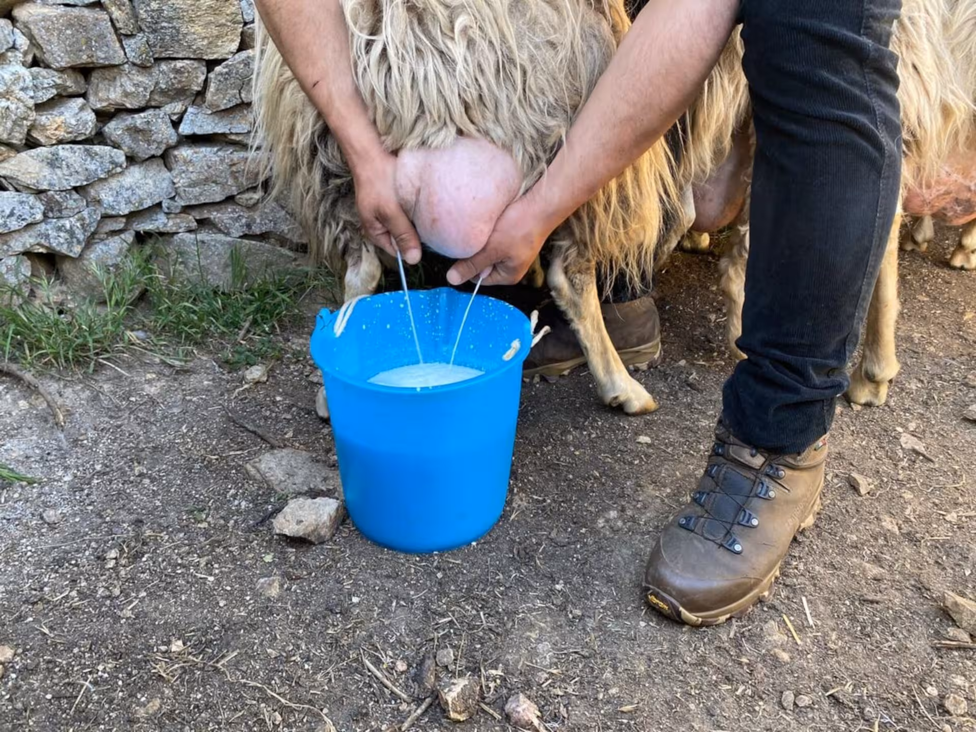 Hands-on sheep milking experience in Burgos with fresh milk streaming into a blue bucket, set against a rustic stone wall.