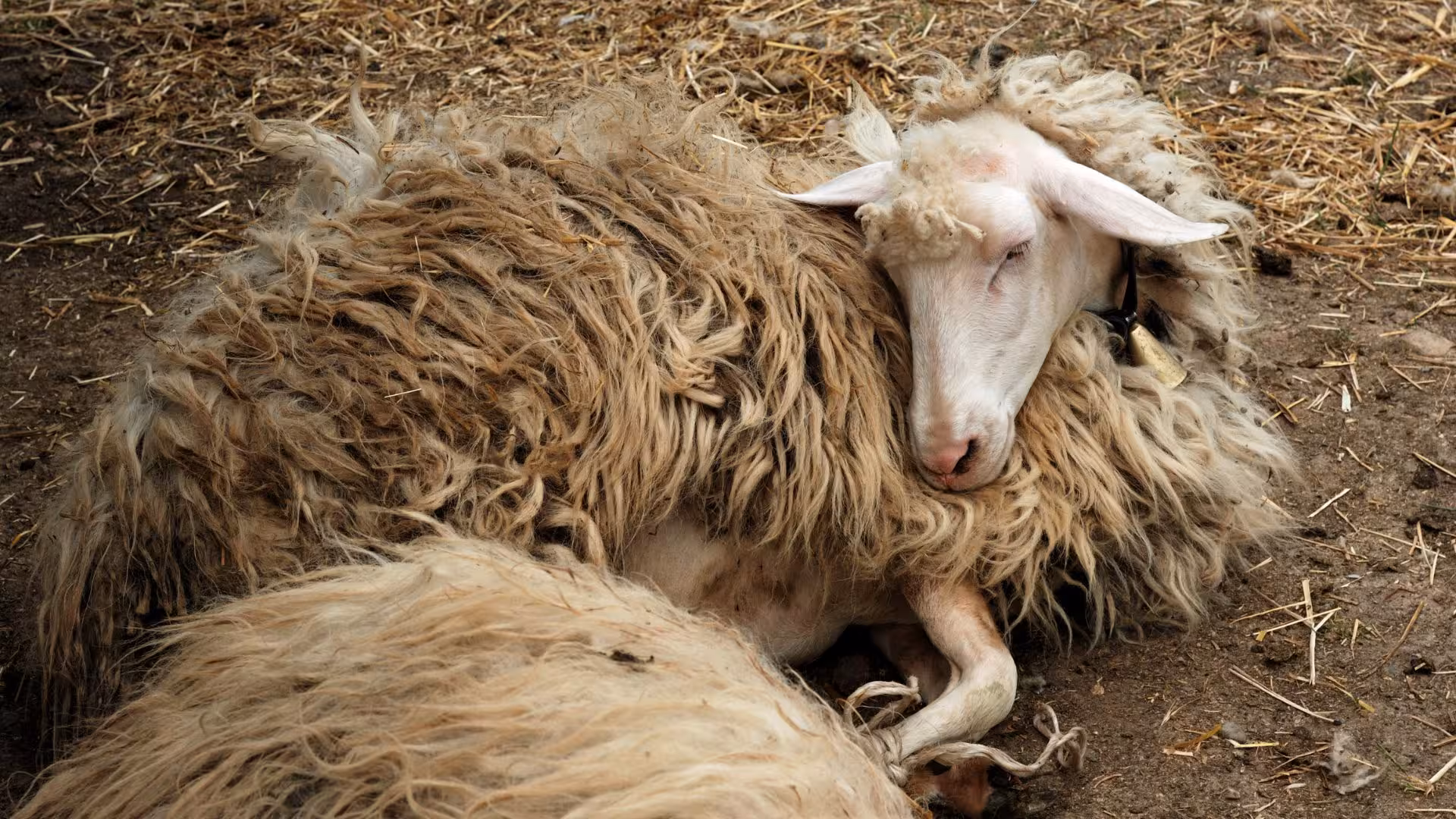 A fluffy sheep resting peacefully on straw in Burgos, ideal for an authentic sheep milking experience.