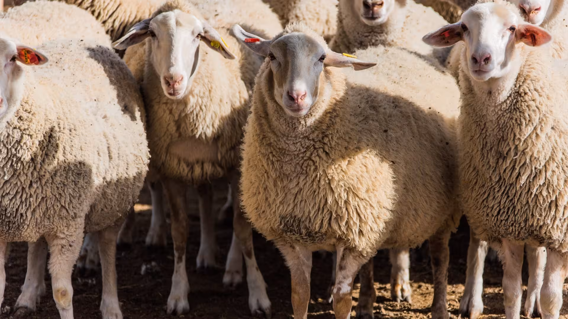 Close-up of a group of sheep in Burgos, showcasing their thick wool and curious expressions during the milking tour.