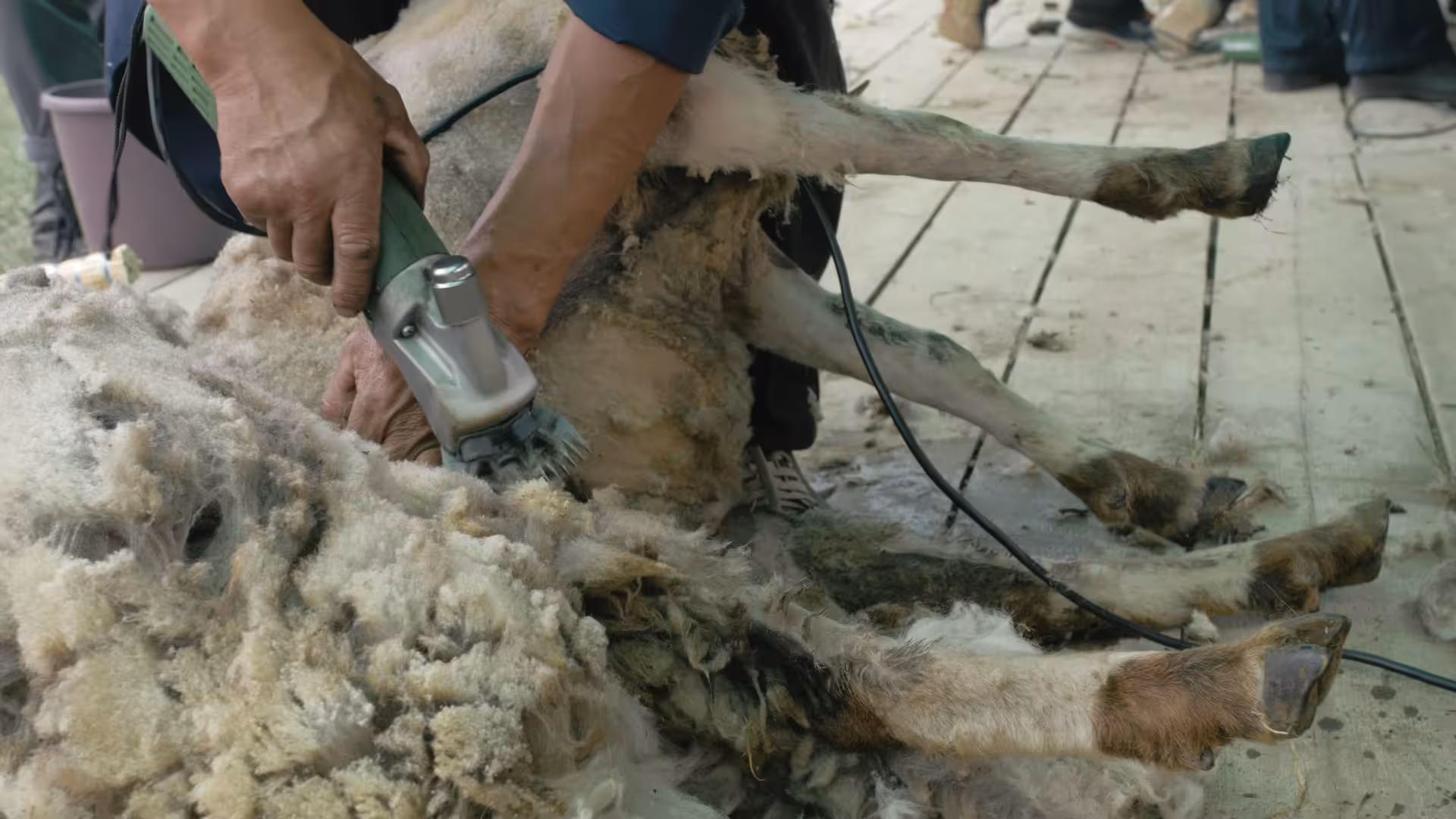 Hands shearing a sheep with electric clippers during Burgos sheep shearing experience tour.