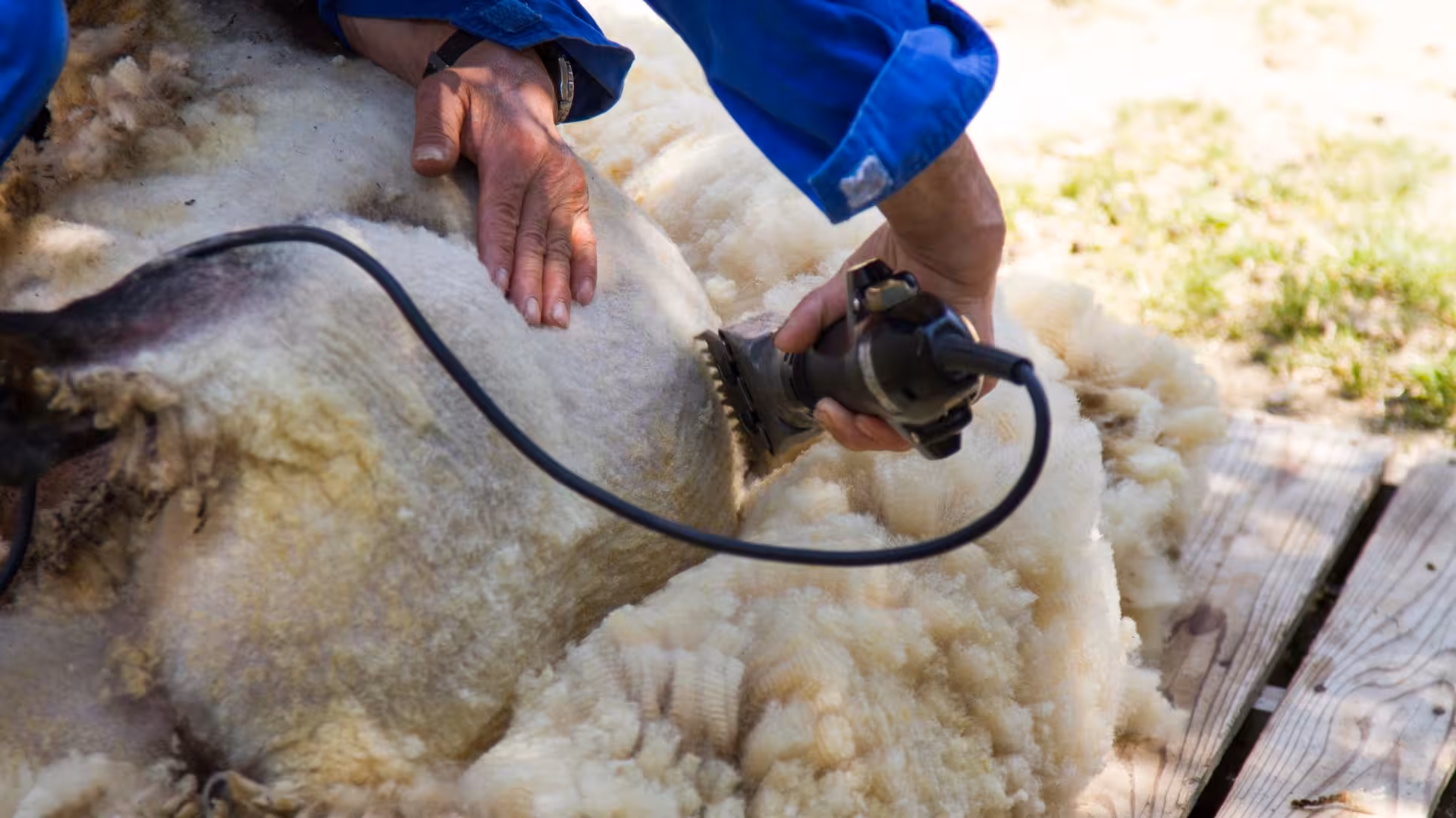 Sheep shearing with electric clippers in Burgos showcasing modern wool removal techniques in a natural setting.
