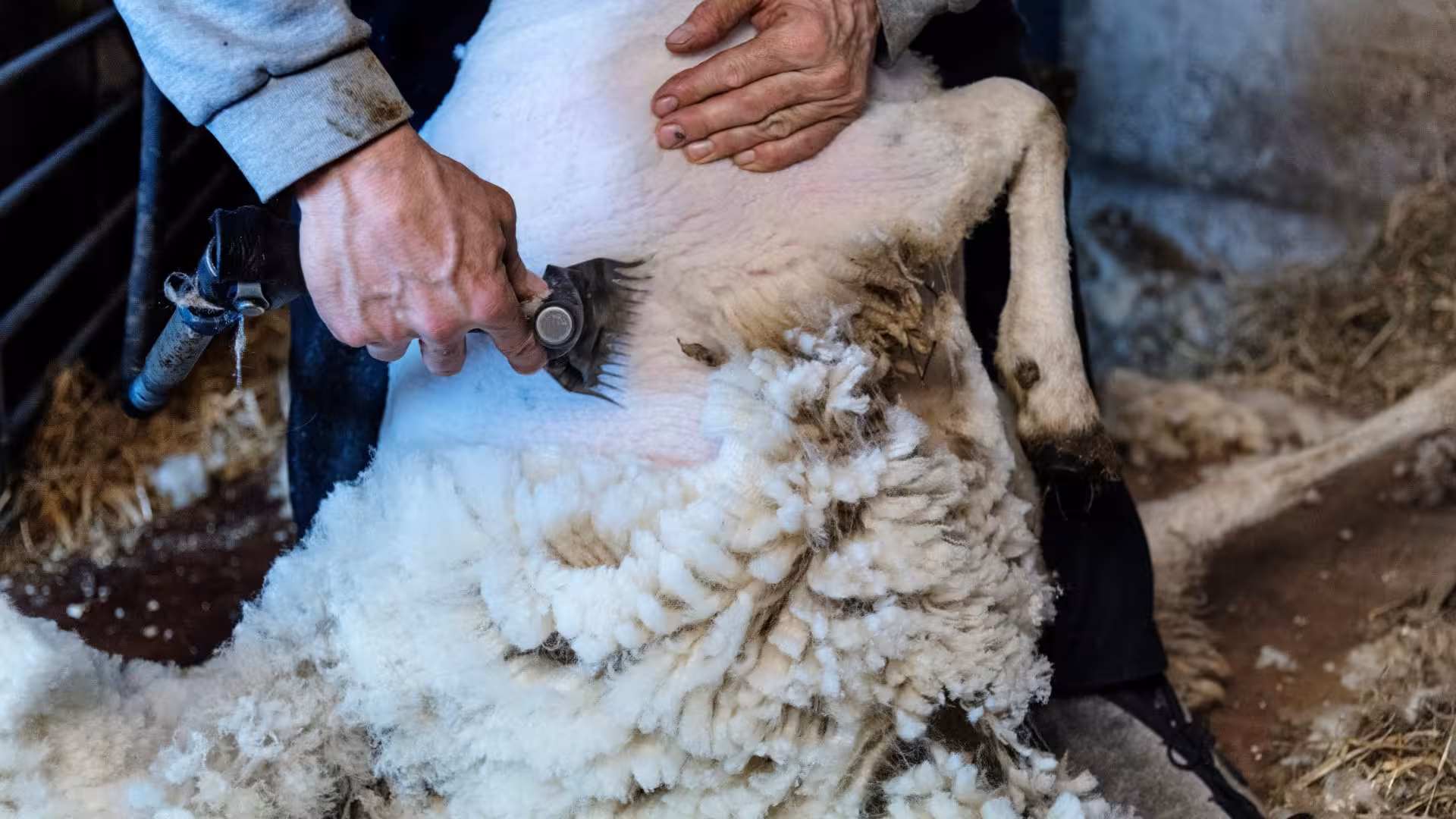 Indoor sheep shearing in Burgos using electric tools, emphasizing efficient wool removal in a rustic environment.