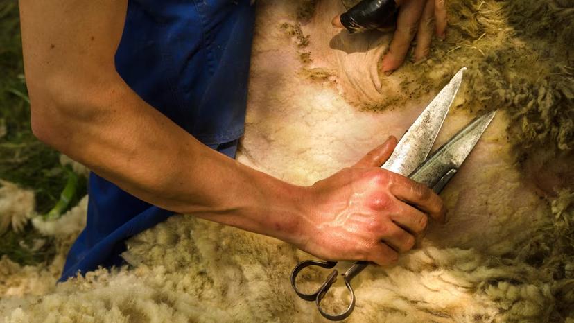 Close-up of traditional sheep shearing with manual shears in Burgos countryside.