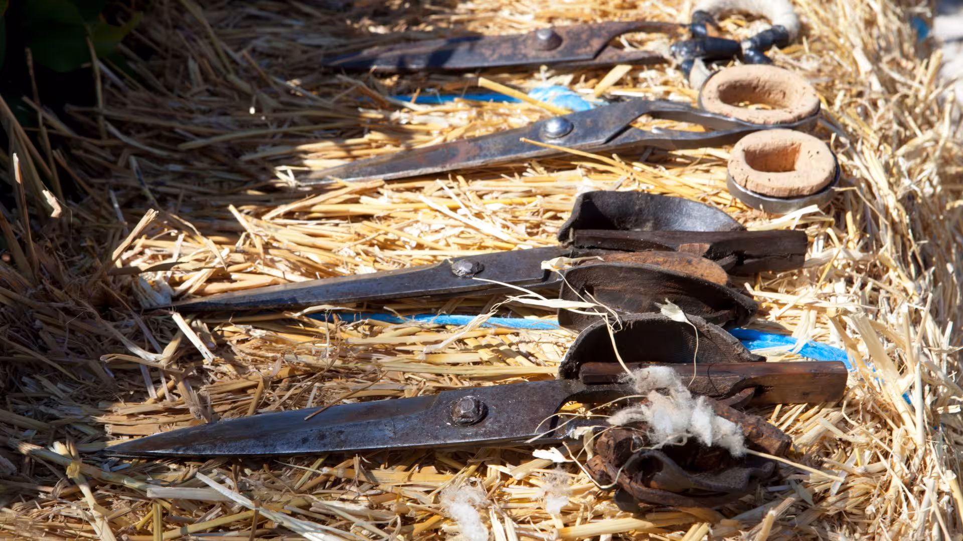 Traditional sheep shearing tools laid out on straw, ready for use in Burgos experience.