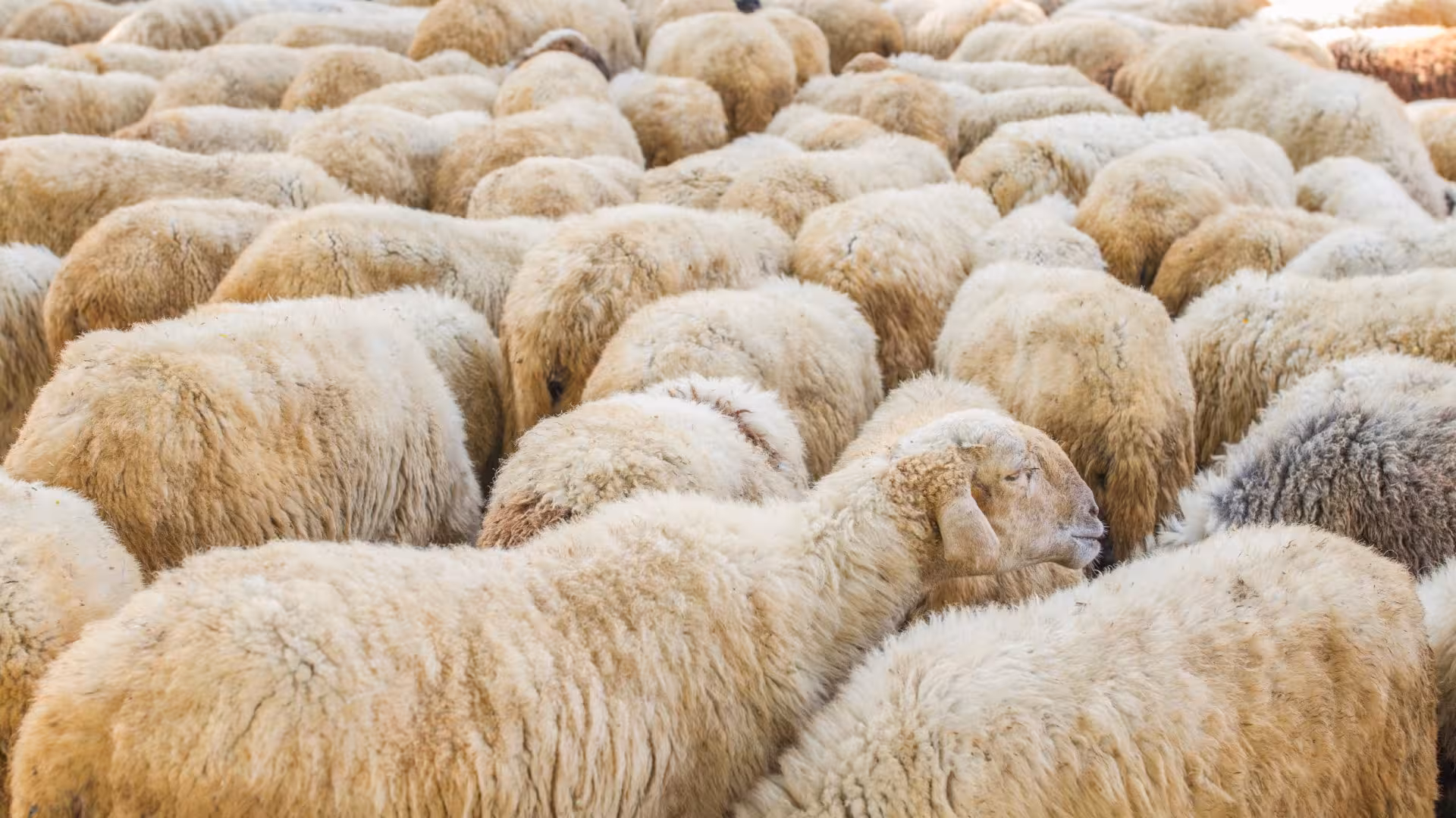 Dense group of sheep with rich wool coats, offering an authentic glimpse into the Burgos sheep shearing tradition.