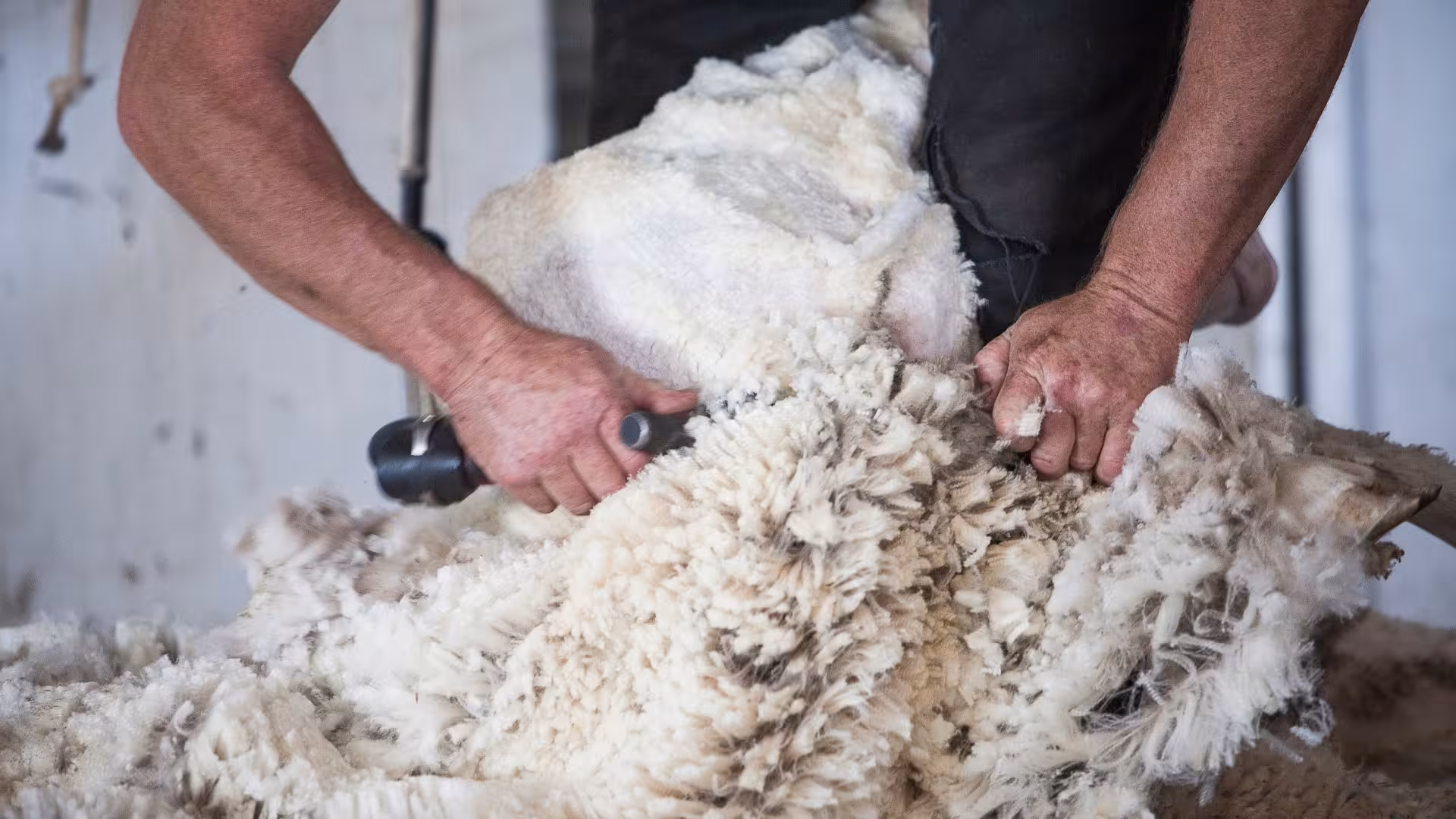 Close-up of sheep shearing in Burgos, showcasing traditional wool harvesting technique for an immersive experience.
