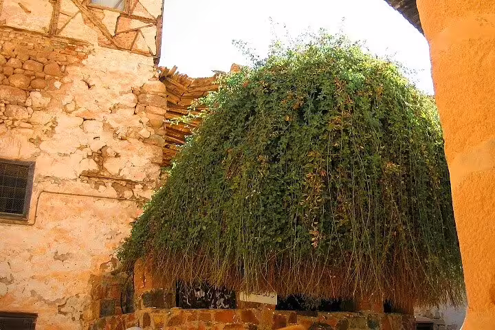 Burning Bush at Saint Catherine’s Monastery courtyard, key stop on Sharm El Sheikh to Dahab day tour